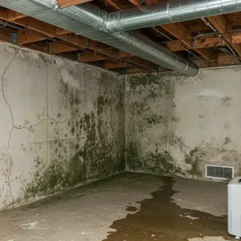 Professional Mold Removal in Limington, ME